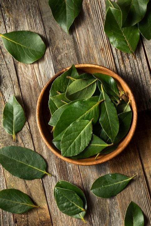 Taze Defne Yaprağı (Laurus nobilis) – Dalından Günlük Hasat 100g