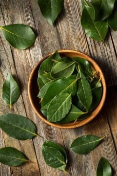 Taze Defne Yaprağı (Laurus nobilis) – Dalından Günlük Hasat 100g