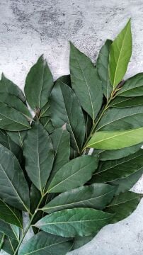 Taze Defne Yaprağı (Laurus nobilis) – Dalından Günlük Hasat 100g