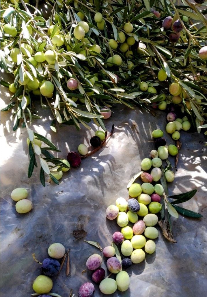 Gemlik Zeytin Fidanı – Çelikten Üretilmiş