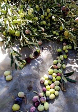 Gemlik Zeytin Fidanı – Çelikten Üretilmiş