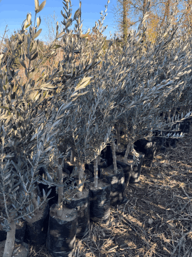 Gemlik Zeytin Fidanı – Çelikten Üretilmiş