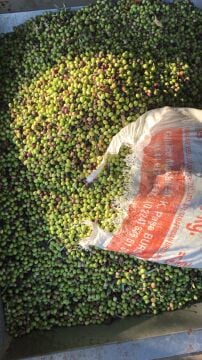 Bodur Zeytin Fidanı – Arbequina Çeşidi