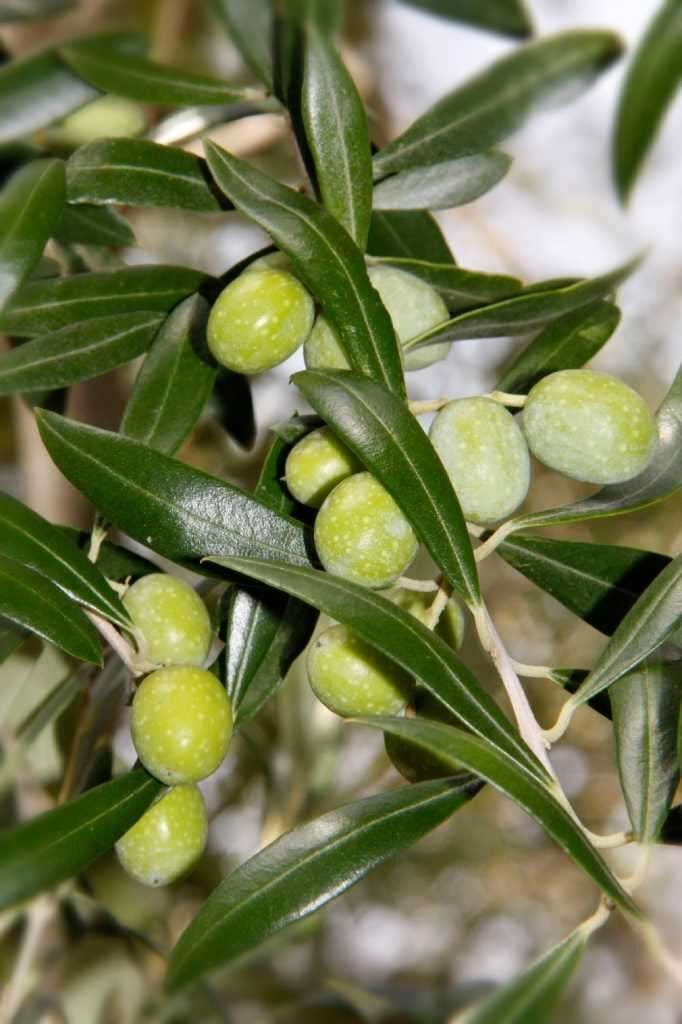 Bodur Zeytin Fidanı – Arbequina Çeşidi