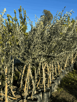 Bodur Zeytin Fidanı – Arbequina Çeşidi