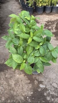 Odontonema strictum (Alev Çiçeği) – Tropikal Peyzaj Çalısı