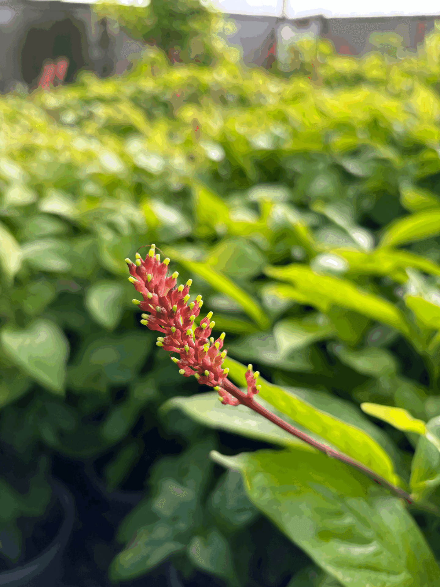 Odontonema strictum (Alev Çiçeği) – Tropikal Peyzaj Çalısı