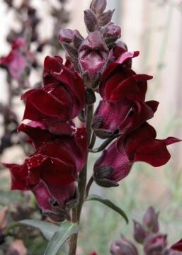 Bordo Bodur Aslan Ağzı (Antirrhinum majus)
