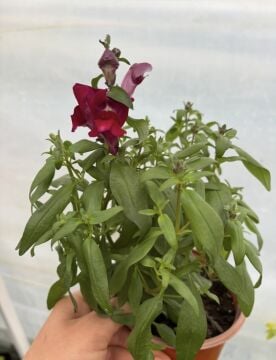 Bordo Bodur Aslan Ağzı (Antirrhinum majus)