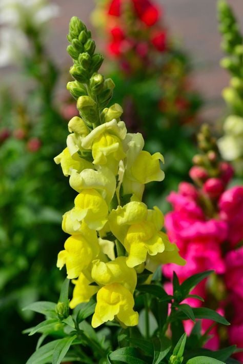 Bodur Aslan Ağzı Sarı (Antirrhinum majus)