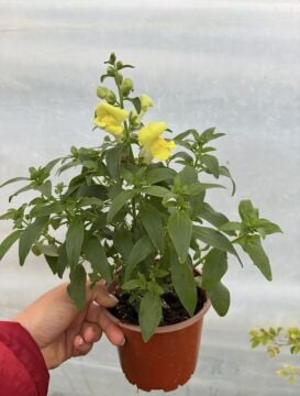 Bodur Aslan Ağzı Sarı (Antirrhinum majus)