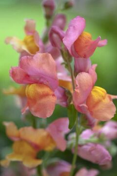 Aslan Ağzı Pembe–Kayısı (Pastel, İki Renkli)