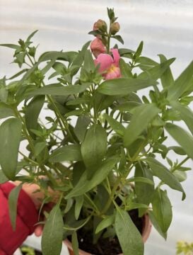 Aslan Ağzı Pembe–Kayısı (Pastel, İki Renkli)