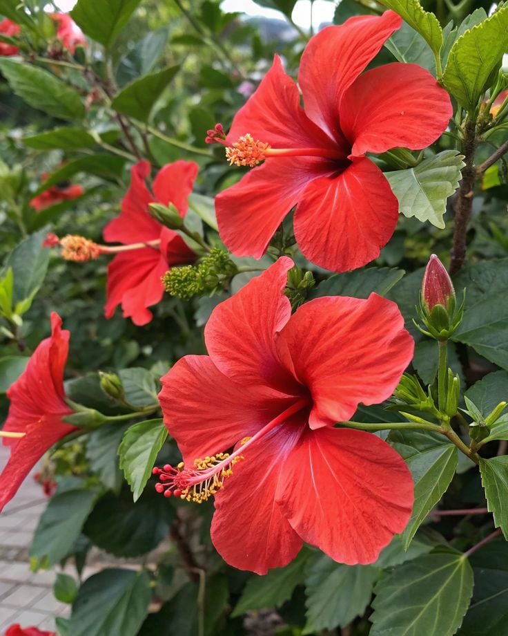 Kırmızı Japon Gülü 150–160 cm (Hibiscus rosa-sinensis)
