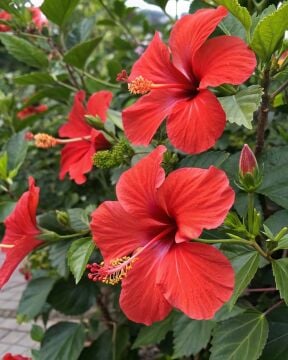 Kırmızı Japon Gülü 150–160 cm (Hibiscus rosa-sinensis)