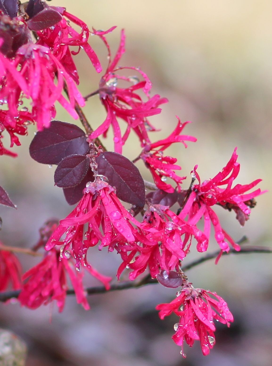 Loropetalum chinense ‘Rubrum’ (Pembe Rüya) – Bordo Yapraklı Süs Çalısı
