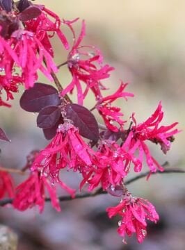 Loropetalum chinense ‘Rubrum’ (Pembe Rüya) – Bordo Yapraklı Süs Çalısı