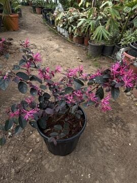 Loropetalum chinense ‘Rubrum’ (Pembe Rüya) – Bordo Yapraklı Süs Çalısı