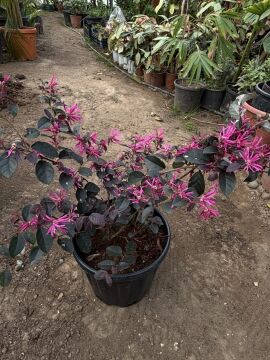 Loropetalum chinense ‘Rubrum’ (Pembe Rüya) – Bordo Yapraklı Süs Çalısı