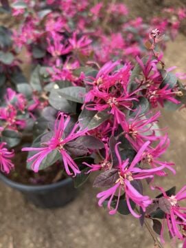 Loropetalum chinense ‘Rubrum’ (Pembe Rüya) – Bordo Yapraklı Süs Çalısı