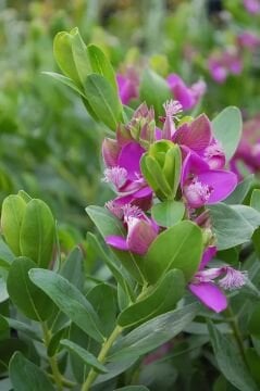 Poligala (Polygala myrtifolia) 50-60cm boy