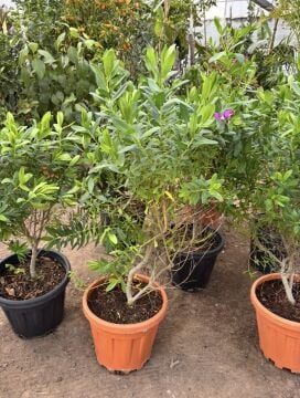 Poligala (Polygala myrtifolia) 50-60cm boy