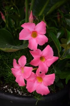 Pembe Mandevilla Sarmaşık Çiçeği (Mandevilla sanderi)
