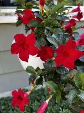 Kırmızı Mandevilla Sarmaşık Çiçeği (Mandevilla sanderi)