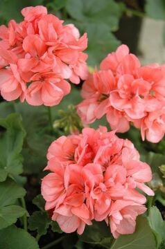 Somon Renkli Sardunya (Pelargonium)