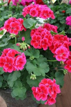 Klasik Sardunya (Pelargonium)