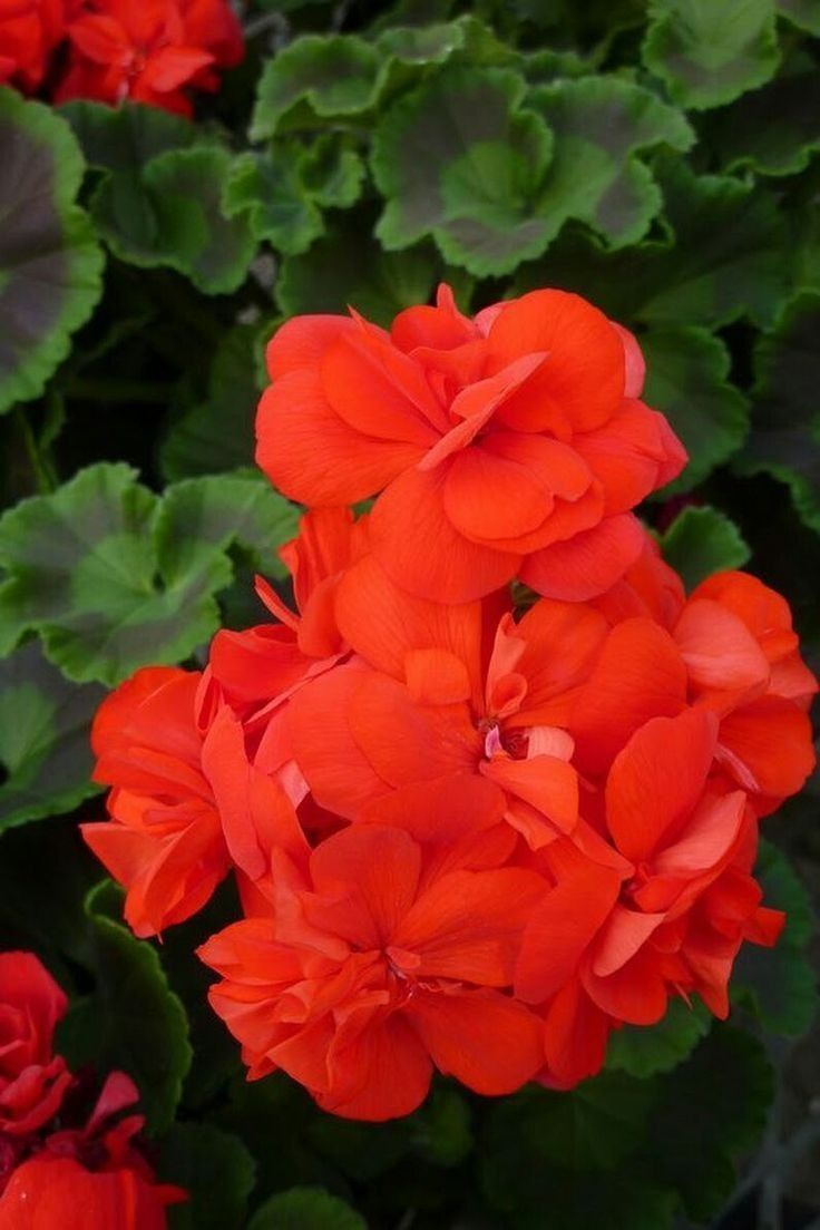 Sardunya Çiçeği Kırmızı Renk