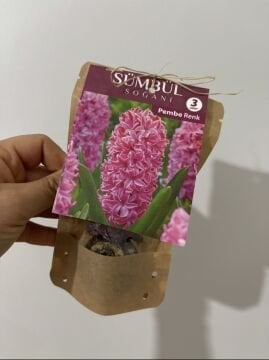 Pembe Sümbül – 3’lü Soğan Seti
