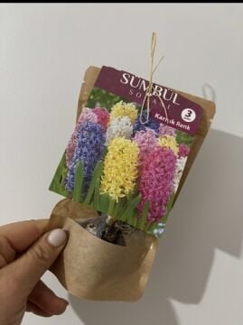 Karışık Sümbül Soğanı – 3 Adet