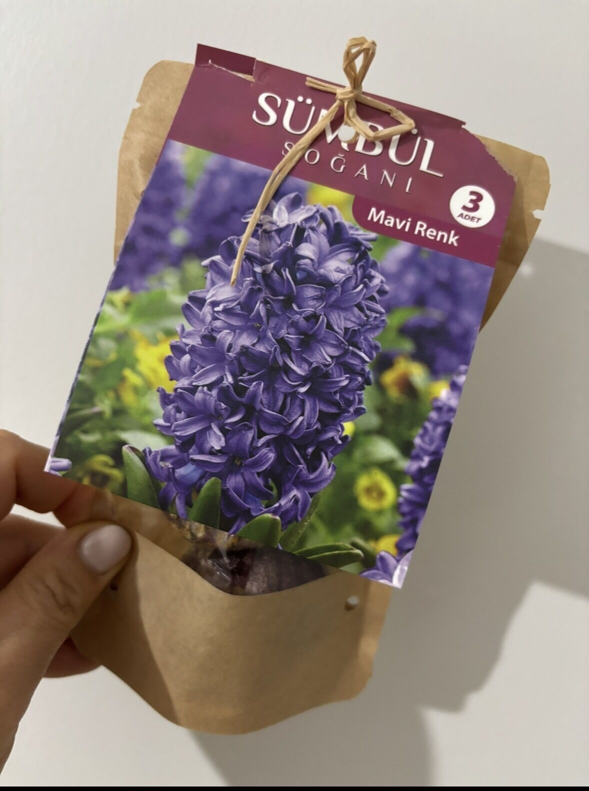 Mavi Sümbül Soğanı – 3’lü Set