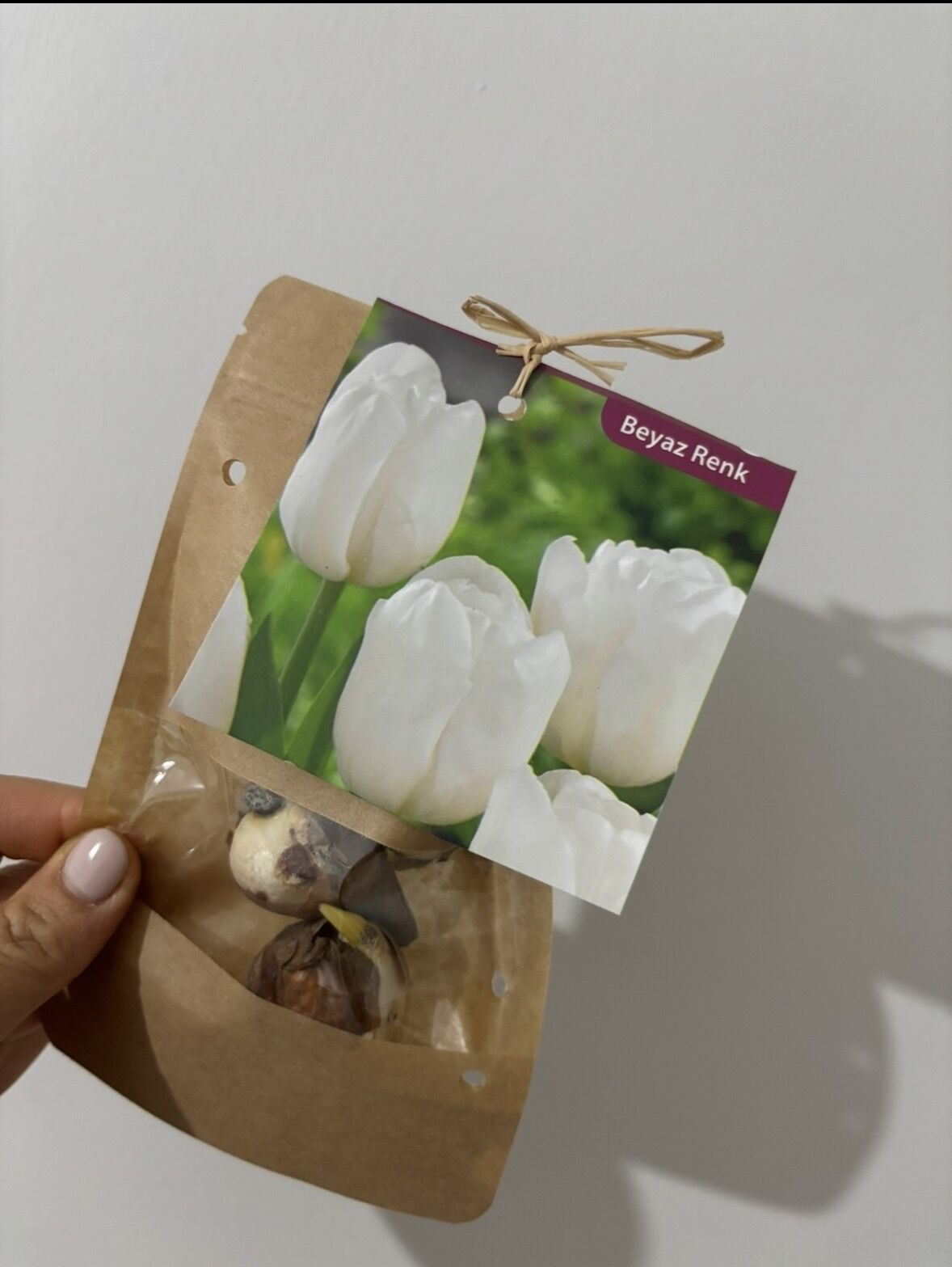 Beyaz Lale Soğanı – 3’lü Set