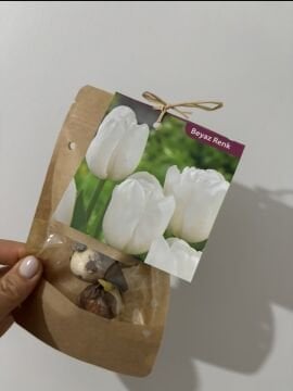 Beyaz Lale Soğanı – 3’lü Set