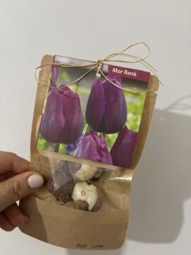 Mor Lale Soğanı – 3’lü Set