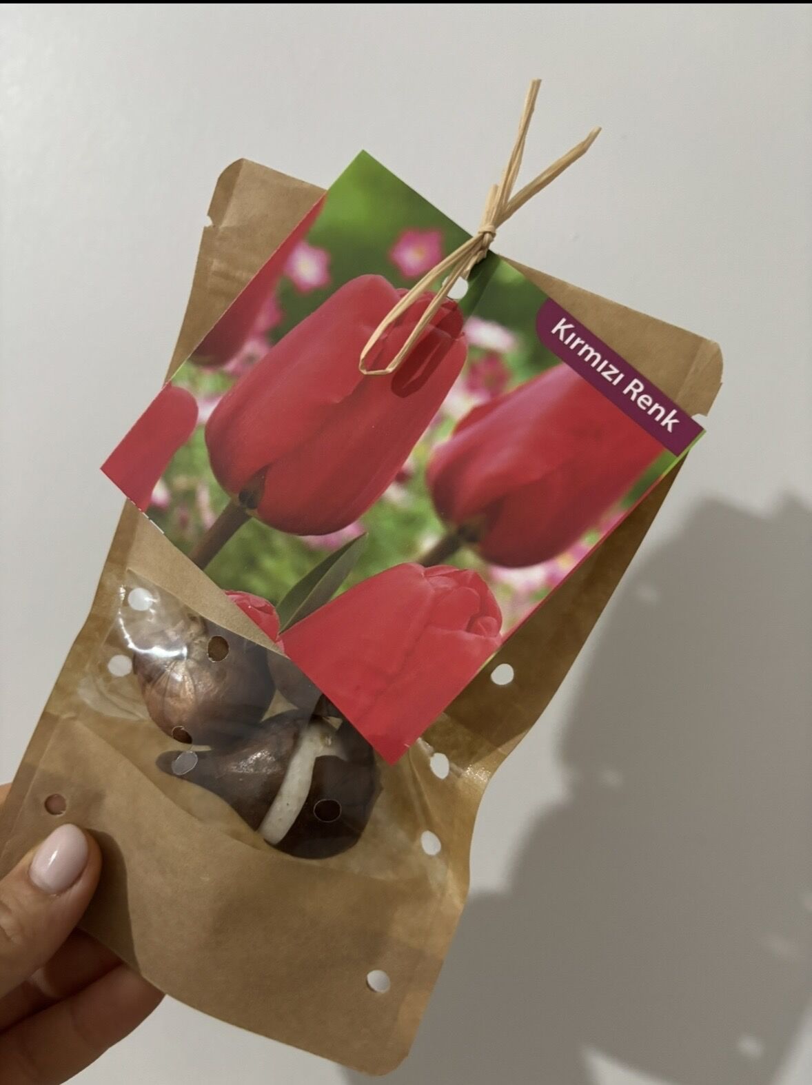 Kırmızı Lale Soğanı – 3’lü Set