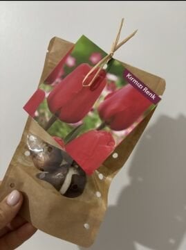 Kırmızı Lale Soğanı – 3’lü Set