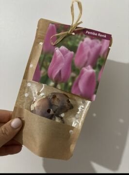 Pembe Lale Soğanı – 3’lü Set