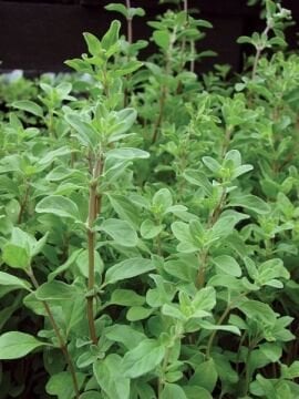 Mercanköşk (Origanum majorana) Bitkisi