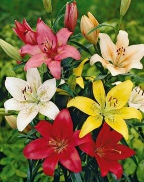 Karışık Zambak Soğanı 2’li Paket | Renkli Lilyum Soğanları