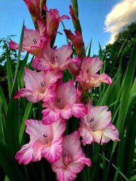 Pembe Glayöl Soğanı 3’lü Paket | Gösterişli Bahçe ve Saksı Çiçeği