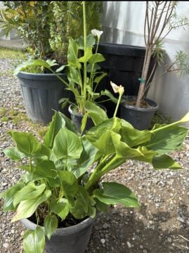 Beyaz Gala Çiçeği (Calla Lily)