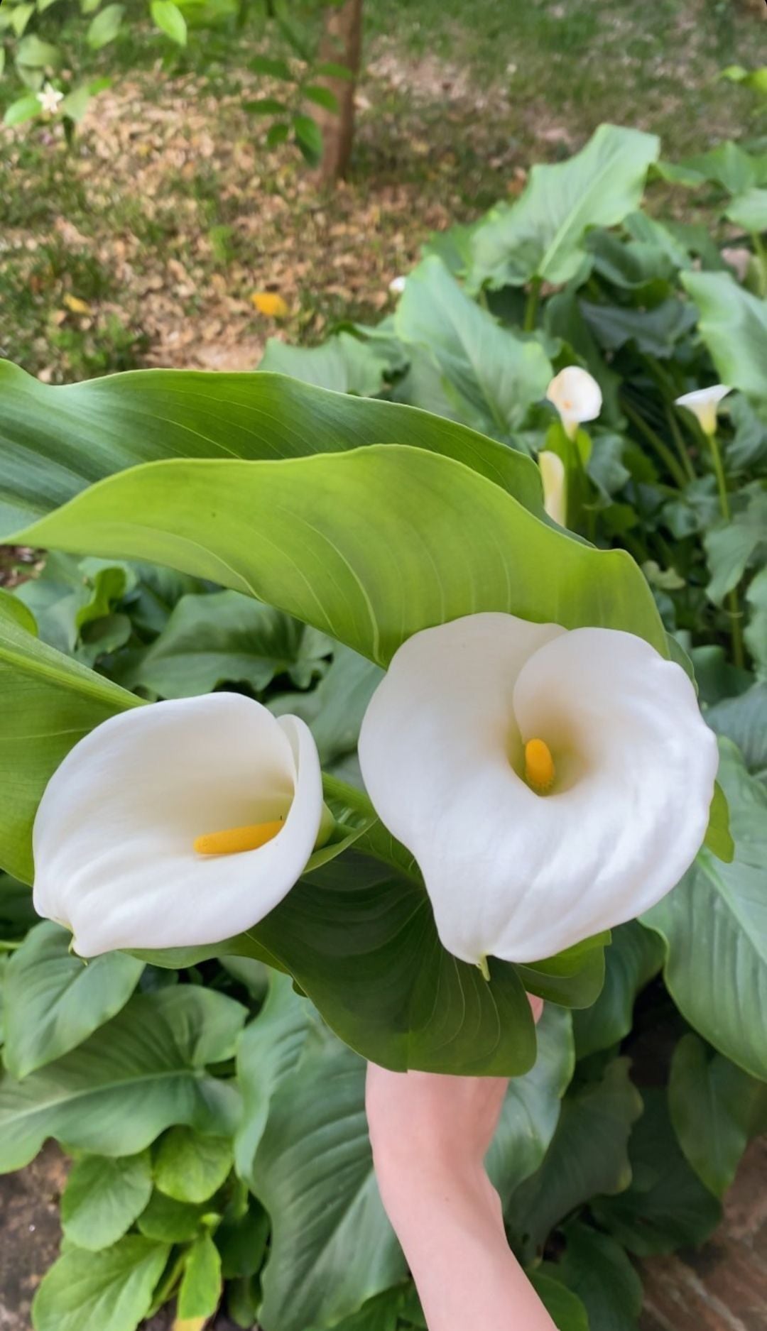 Beyaz Gala Çiçeği (Calla Lily)
