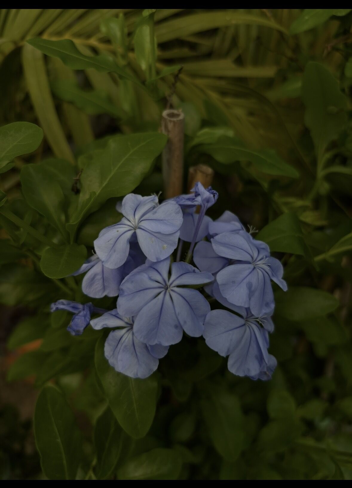 Mavi Yasemin (Plumbago auriculata) – Yoğun Çiçekli Bahçe Bitkisi