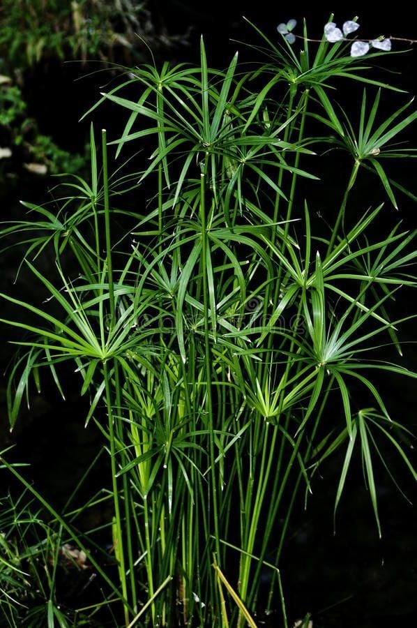 Japon Şemsiyesi Bitkisi (Cyperus Alternifolius)