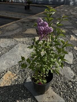 Leylak Çiçeği – Bahar Kokulu Dekoratif Bitki