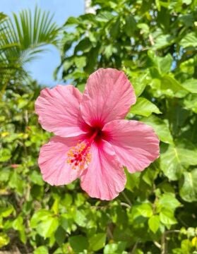 Pembe Hibiskus Çiçeği Fidesi