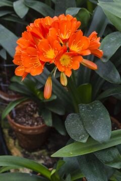 Clivia Miniata